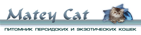 Matey Cat Cattery